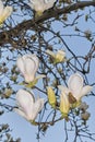 Magnolia Ãâ soulangeana in bloom Royalty Free Stock Photo